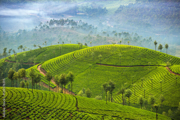 Darjeeling 3N 4D (2PAX) - Image 3