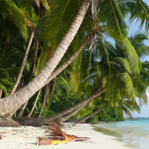 (Andaman Delight Tour Itinerary 5N 6d For 2Person)