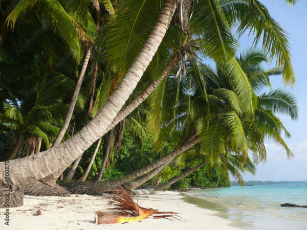 (Andaman Delight Tour Itinerary 5N 6d For 2Person)