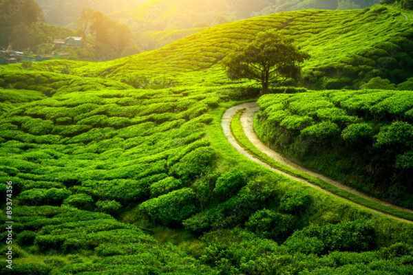 Darjeeling 3N 4D (2PAX) - Image 2